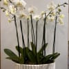White orchids in a textured white planter