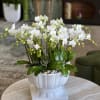 White orchid arrangement in a white pedestal planter