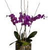 Vivid purple Phalaenopsis orchids arc gracefully from a low glass bowl to