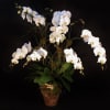 Multi stem white orchid in a clay pot 