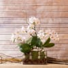 THREE PLANTS FOUR STEMS IN RECTANGULAR GLASS CONTAINER. (COLORS MAY VARY DEPENDING