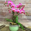 Pink orchid plant in a green ceramic pot