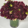 Award - Winning Dahlia 'Nuit d' Ete' is a devilishly dark burgundy