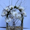 Elegant display of 4 stems long draping phalaenopsis orchid captured by Australian