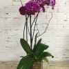 Purple orchids in a clear square vase with broad green leaves