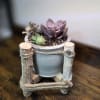 Small potted succulent arrangement in a rustic wooden holder