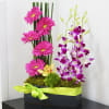 A vertical line of hot pink gerbera daisies meets a cascade of