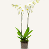 Single white orchid arranged in a clear glass vase, decorated with coconut