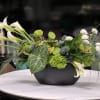 Low floral arrangement with white calla lilies and green blooms in a black bowl