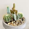 Bring a touch of the Southwest to any space with this striking