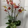 Tall orchid arrangement in a pot with pink, orange, and yellow blooms