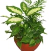 Potted tropical foliage plant in a terracotta bowl