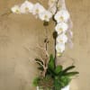 White orchid arrangement in a white pot with succulents
