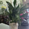 Potted peace lily with white blooms in a white container tied with a burlap bow
