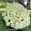 Large bouquet of white roses held outdoors