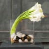 White calla lilies in a clear square vase with decorative stones