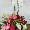 **Everlasting Orchid**: This unique arrangement features a vibrant orchid plant paired with