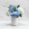 Blue and white hydrangeas arranged in a white vase