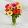 Brighten someone&rsquo;s day with our Happy Bay Gerberas, a joyful arrangement inspired