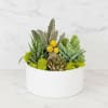 Modern Succulent Garden
A sleek and stylish collection of succulents designed for the