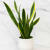 Sleek and modern, the Snake Plant brings effortless style and fresh energy