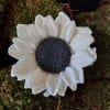 White daisy-like flower with a dark center on a mossy background