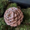 Glittery pine cone resting on moss