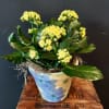 Yellow flowering plant in a painted ceramic pot