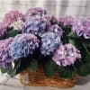 Basket of pink and lavender hydrangeas
