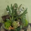 This unique terrarium is designed in a dome shaped terrarium container that
