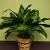 Potted green houseplant with variegated leaves in a woven basket