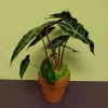 Potted plant with dark green arrow-shaped leaves in a terracotta pot