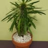Potted spiky succulent plant in a terracotta pot with white stones