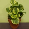 Variegated potted plant in a terracotta pot