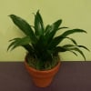 Potted green houseplant in a terracotta pot