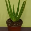 Here is a great starter plant for a plant beginner. Water aloes