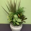 Mixed potted houseplants in a white ceramic planter