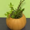 Succulent plant in a round orange pumpkin-shaped pot