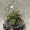 This terrarium is one of the biggest terrariums standing 12 inches tall