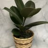 Potted rubber plant in a woven basket planter