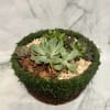 Round succulent arrangement in a moss-covered basket with pebbles