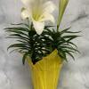 The perfect plant for Easter. Celebrate this wonderful time of year with