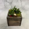 Succulent arrangement in a square wooden planter with decorative moss