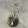 Small glass terrarium with air plant, moss, shells, and a blue gem