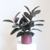 Potted rubber plant with dark oval leaves in a mauve container