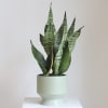 Potted snake plant in a pale green ceramic planter