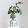 Potted green houseplant in a decorative ceramic planter