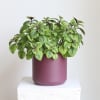 Potted green plant in a matte purple container