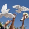 A gentle white ,grey dove taking flight creates a quietly powerful moment