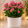 A compact pot of pink kalanchoe brings bright, long-lasting blooms and glossy